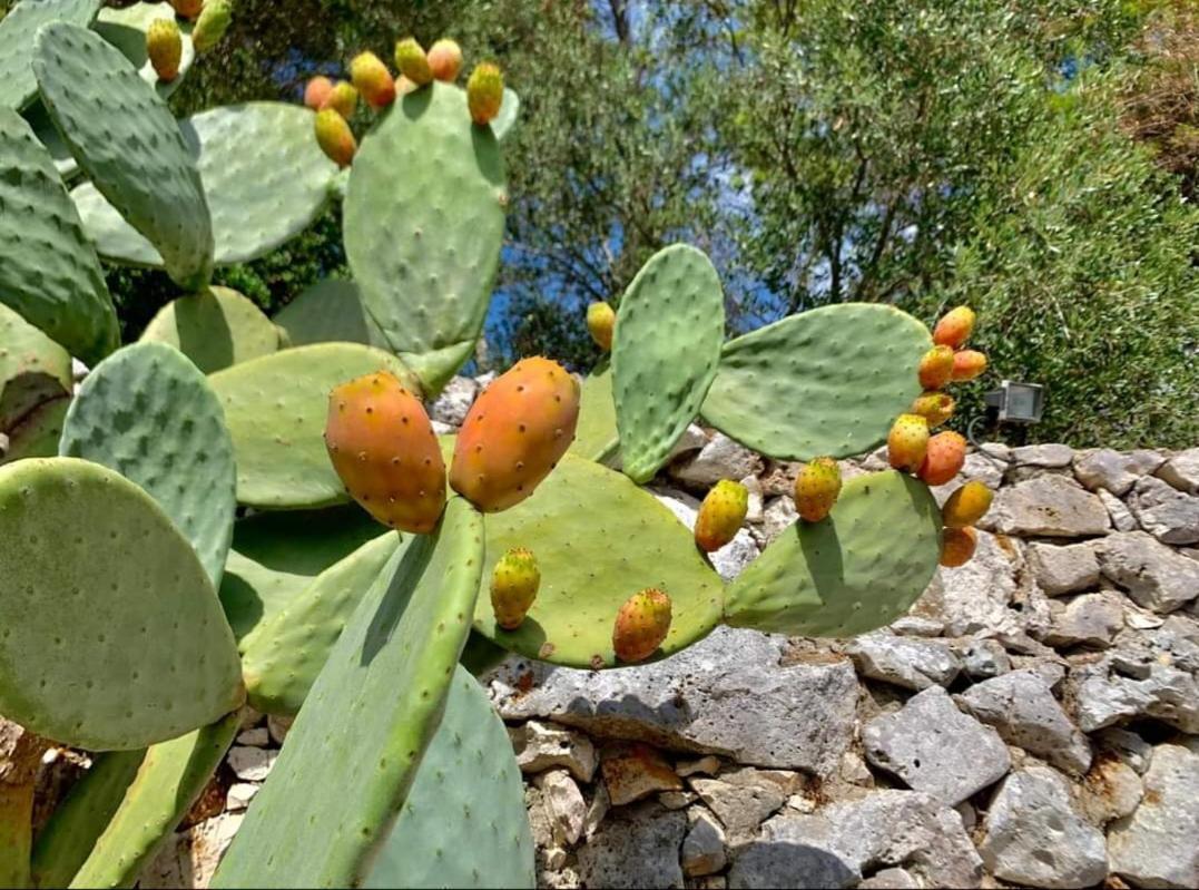 Trullo Dimora Di Pietra Gallipoli Baia Di Gallipoli ภายนอก รูปภาพ